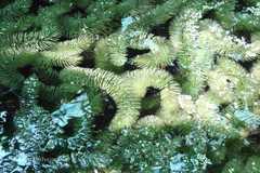 Ceratophyllum demersum